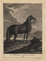 KG 01078
          <br/>
          Entwurf einiger Pferde. Sechster Theil. (18 bladen)
          <br/>
          <em>Ridinger, Johann Elias (1698-1767)</em>